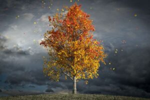 An yellow orange leaves tree in the storm